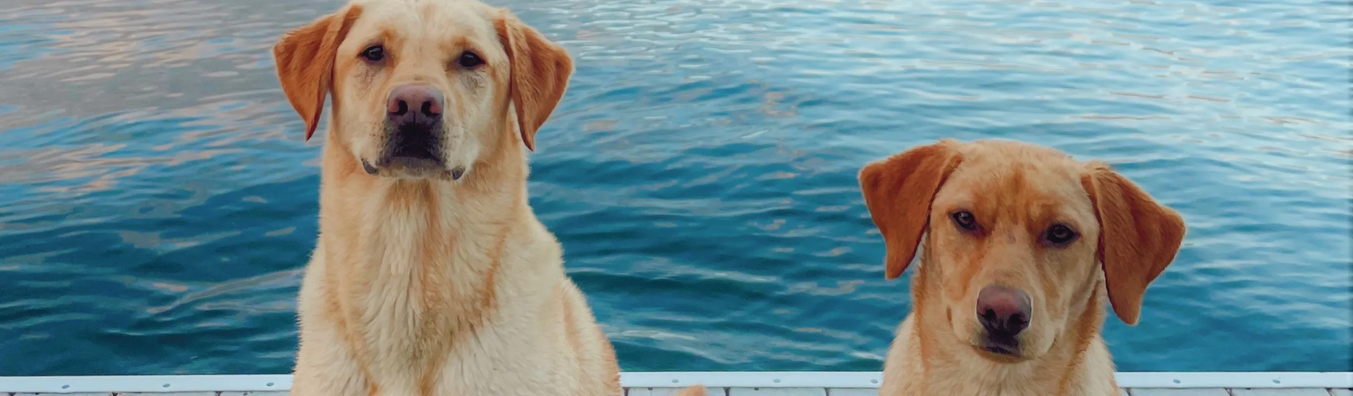 Two dogs on a pier in front of a lake